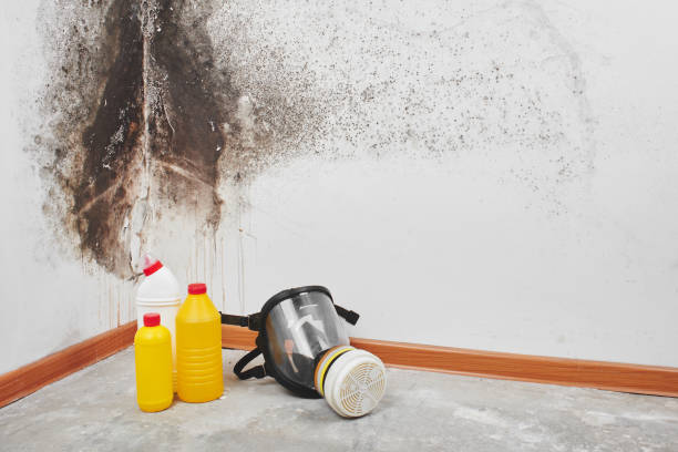 Best Black Mold Removal  in Pawnee, OK